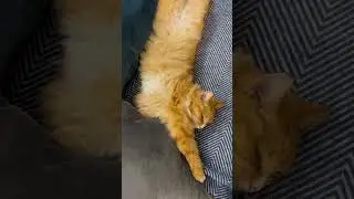 Як можна так солодко спати 😀 
