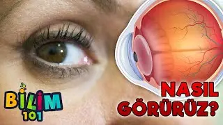 How Do We See? | How Does the Eye Work?