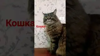 #кошка
