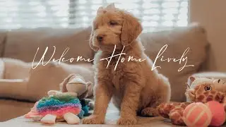 Welcome Home Lively 🐾