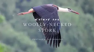 Woolly-necked Stork: Majestic and Elegant Bird in the Wild