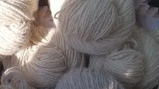 Samoyed. Wool culling. How does this happen?