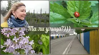 #Кусары/ул. Свободы?/ул. Сердара Сафарова/Собаки напали🐕‍🦺😬
