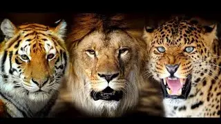 M1 Rrishi Anand's Lion Tiger Hyrid Identifier