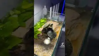 а ваши питомцы делают так?😂