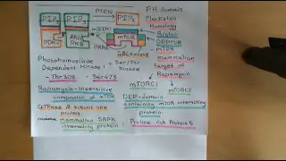 The PI3K / AKT / mTOR Pathway and Cancer Part 5