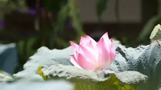 Tibetan Meditation Music | Relaxing Music, Calm Music, Stress Relief Music | Peaceful Morning Music