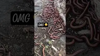 Centipedes Birth Place 😬 #centipede #arthropods #animals #shortvideo #shorts