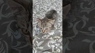 СРОЧНО, ТИМЕ ПЛОХО ТЕМПЕРАТУРА, Нужно Вести в Ветклинику #котята #помощь