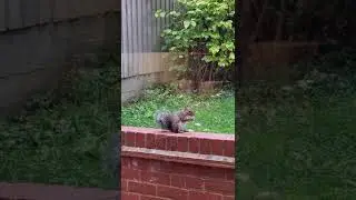 Ardillas en el Jardín
