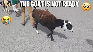 goat is not ready to go in slaughter house | eid ul adha day 2 vlog| qurbani ka vlog|