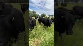 Bringing Mineral to the Cattle on Pasture