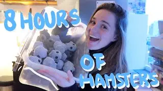 Crocheting for 8 HOURS! How many HAMSTERS can I make?
