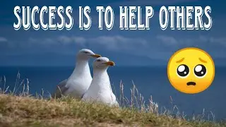 Animals feeding | Animal love | Funny animals | Seagulls