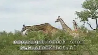 Giraffe in Krugerpark - kameelperd - giraffa camelopardalis