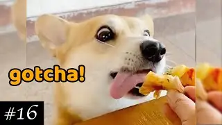 Best Corgi 🐶💜 Compilation | Funny Corgi Dogs & Puppies | 2021 Try Not To Laugh | Baby Corgis ✅