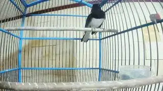 TERAPI KACER GACOR MENAMBAH ISIAN MENAIKAN POWER