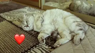моя любимая кошечка / my lovely kitty