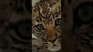 Leopard Mother Must Save her Cubs from Hungry Hyenas! 🐆