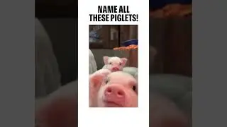 Which piglet can get the most screen time? Can you tell? 😂 