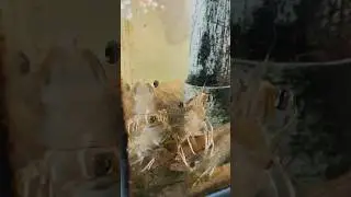 Морепродукты в Нячанге 🦐 Вьетнам 🇻🇳
