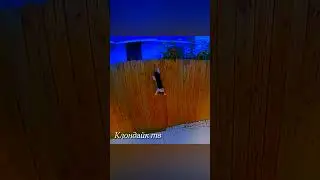 Животные просили о помощи  #animalsvideo