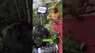 @FinnShort ПЧЕЛИНЫЕ ИСТОРИИ