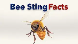 Bee Sting Facts