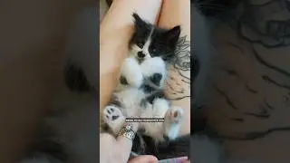 А вы отпускаете животных гулять? 🐈тг: молодая бритни