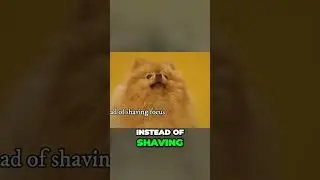 Never Shave Double Coated Dog
