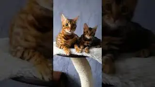 Dakota Gold Bengal Super cats #bengalcats #бенгалы #cats