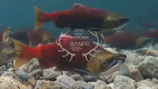 School of Fish Official Trailer