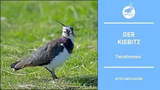 Vogelstimmen: Der Kiebitz - Lapwing - Vanellus vanellus (4k)