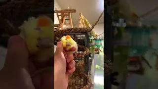 Нюша нежнюша самая милая и нежная птичка 