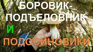Грибы 2018.  Боровик - подъеловник и Подосиновики