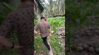 Harta Karun Bibit Kelapa Pandan Wangi