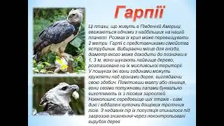 Птахи Південної Америки