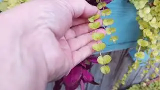 Пришла Осень🍁 Похолодало😪Черенкуем Колеусы💐
