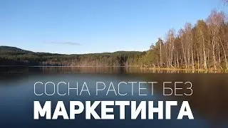 Сосна растёт без маркетинга