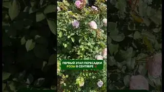 Первый этап пересадки розы в сентябре 🌹