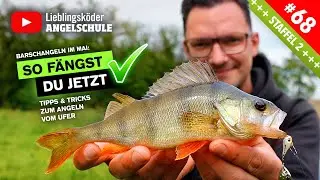 BARSCHANGELN im Mai  – So fängst du jetzt 🎣 ✅