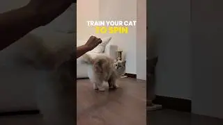 How to teach your cat to spin #cattraining #tricks #shorts