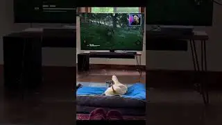 самый верный подписчик стримера AidGor 