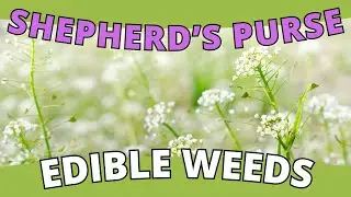 Edible Weed: SHEPHERD'S PURSE - A Peppery Delight (Capsella bursa-pastoris)