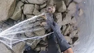 Hund mit Netzwurfgerät (Net Gun) gesichert