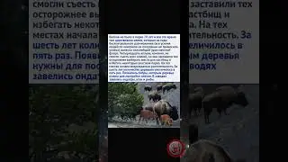 Интересная история о волках