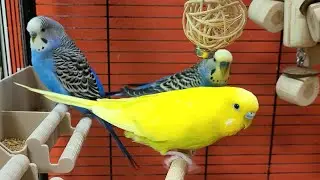 7 hours of relaxing budgie sounds