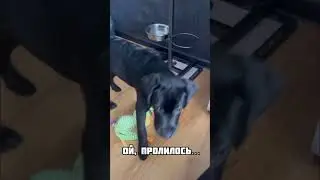 Ой, пролилось 😳 #лабрадор #dog #собаки #лабрадоры #животные #лабрадорчик #labradorretriever #топ