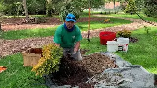 Gardener's Almanac: May 3 - Planting Conifers