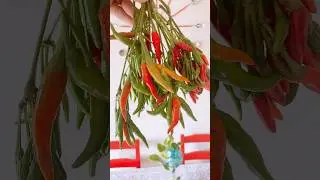 Sili #shortsvideo #shortsvideo #spicy #shortsviral #shortsfeed
